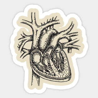 The Dissected Heart Sketch (Black) Sticker